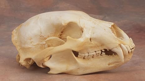 Black Bear Skull Replica