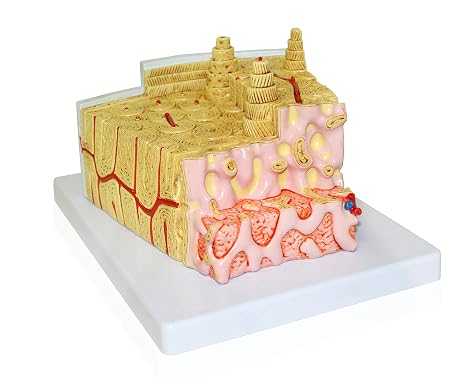 VAJ463 Bone Structure Model