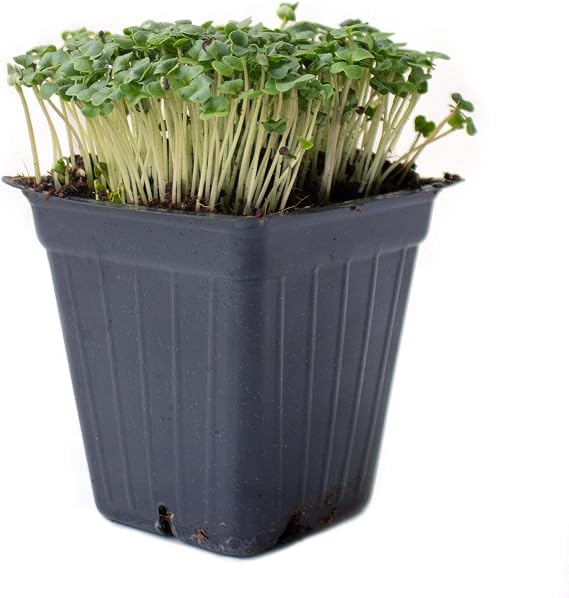 Mountain Valley Seed Co Broccoli Microgreens Seeds 1 Oz ~1000 Seeds Non-GMO