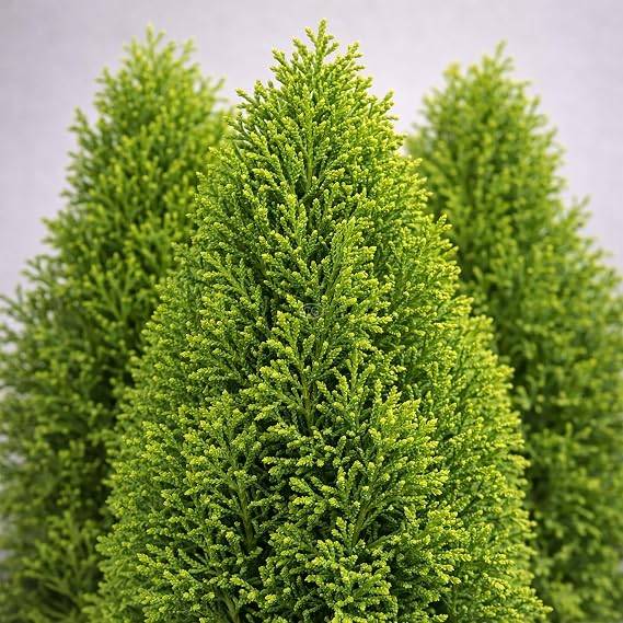 American Arborvitae 'Emerald Squeeze', 2-Gallon Pot