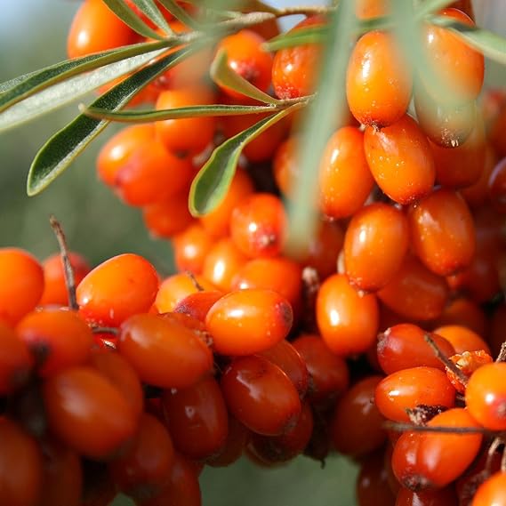 Wild Seabuckthorn (Hippophae rhamnoides) 40 Seeds | Packaged in an airtight, watertight glass vial with cotton and moisture-absorbing silica for long-term seed storage.