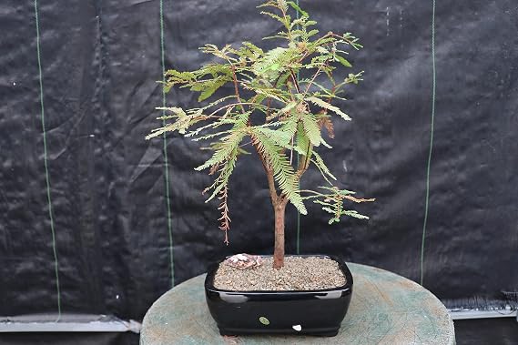 Bald Cypress Bonsai Tree