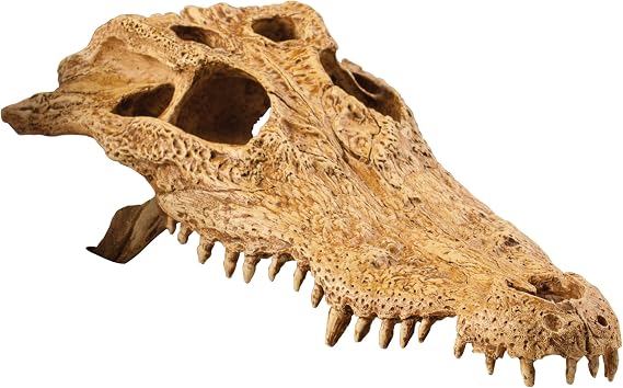 Exo Terra Crocodile Skull Terrarium D