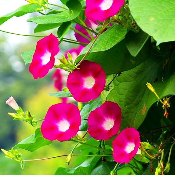 KVITER 100 Scarlet O'Hara Morning Glory Seeds for Planting (Ipomoea Nil) Scarlet/Red Morning Glory Vining Flower Seeds to Plant Outside, Hummingbird Attractor, Heirloom Seeds for Trellis, Containers