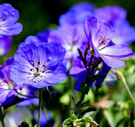 25 Pcs Purple Geranium Seeds - Large Perennial Heirloom Non-GMO Giant