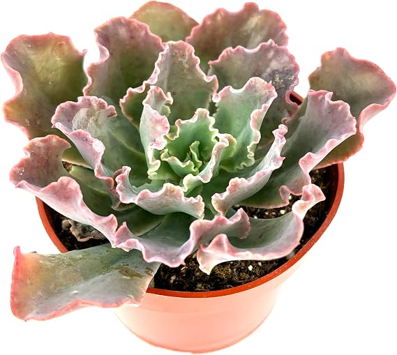 Echeveria Blue Curls Succulent, 4" Pot, Low Maintenance