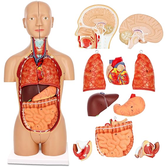 MonMed Human Torso Model 17in Human Body Model Anatomy Doll with Removable Organs 3D Human Organ Model