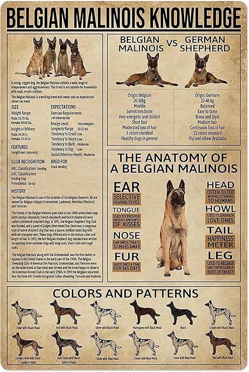 Vintage Wall Decor Metal Poster Plaque Belgian Malinois Knowledgenostalgic Tin Sign For Home Cofe Kitchen Pub Bar Wall Decor 14x20cm