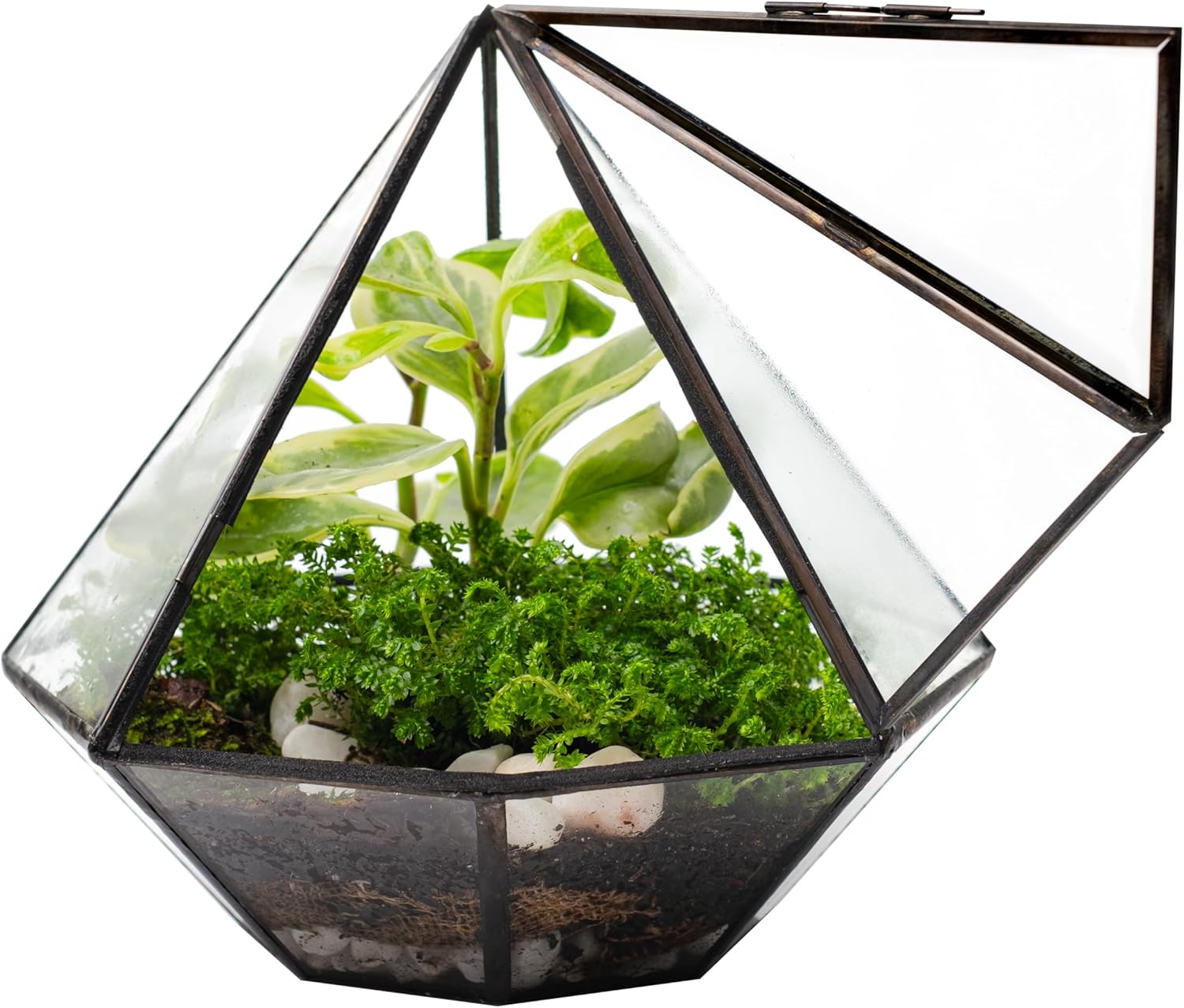 KRAFTSTORIES Diamond Terrarium (8x8x8in, Glass, Planter-Terrariums) maintains humidity & creates self-sustaining indoor garden ecosystem