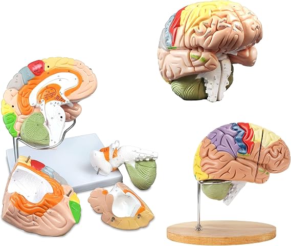Xiaoxu Anatomical Model Of Brain -Size Brain 2 Times Brain The Human Region With Color Code 4 Party Model Medical Medical Model Teaching Cerebral Neuroscience
