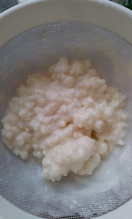 1 Tablespoon of Organic Milk Kefir Grains - Live Culture from the Kefir Collection