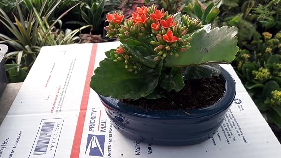 Kalanchoe' - with ceamic pot 4.5" Pot - In Bud and Bloom unique from jmbamboo