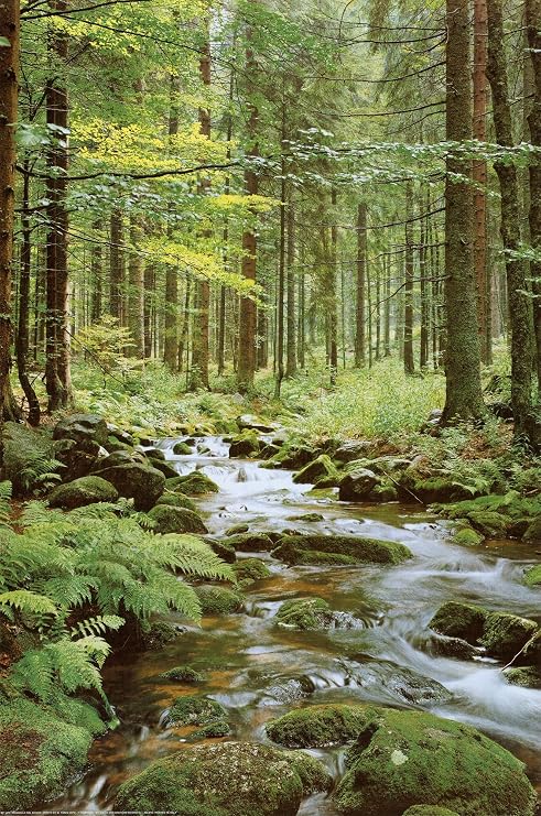 AllPosters Wall Poster Forest Creek, 24x36