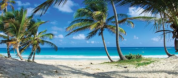 Reptile Habitat Background, Tropical Beach and Palm Trees, 15.75" x 36"