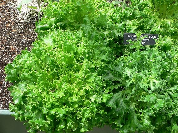 Lettuce Tango Great Heirloom Vegetable By Seed Kingdom Bulk 5 Lb Seeds