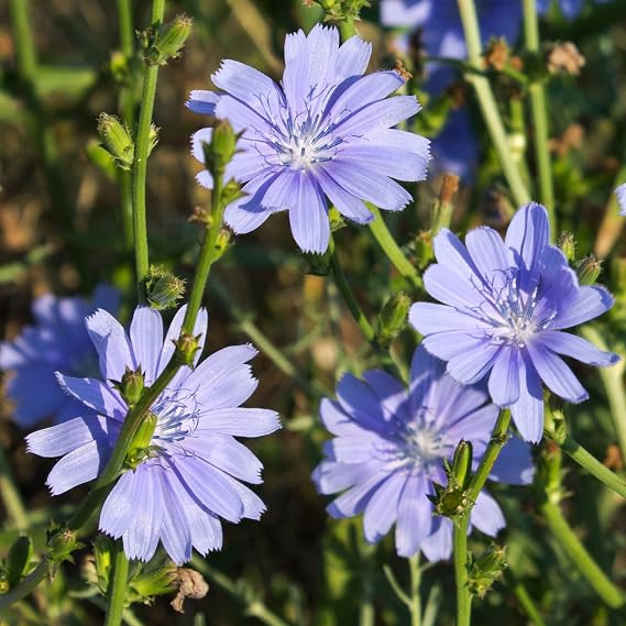 Chicory Seeds (Cichorium intybus) Packet of 50 Seeds