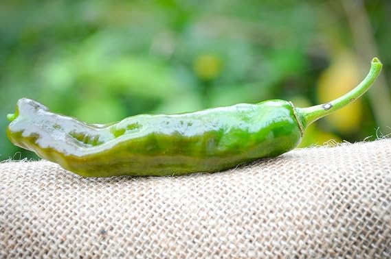 Shishito Japanese Pepper Heirloom Premium Seeds for Planting Packet