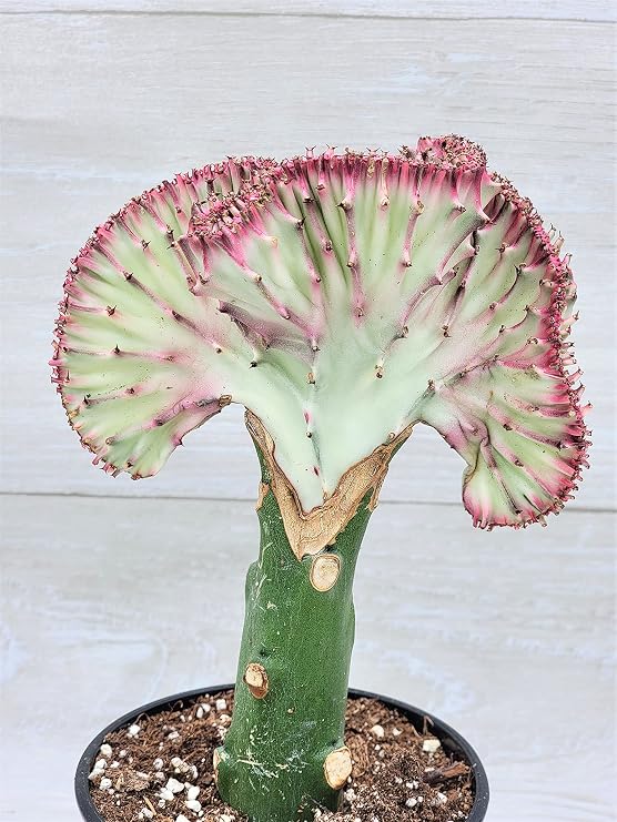 Hot Pink Euphorbia Lactea Cristata in 4 inch Pot,Coral Cactus, Very Hard to Find Crested Cactus by 3exoticgreen