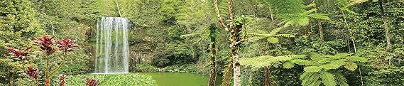 Reptile Habitat Background; Rain Forest, Waterfall, Red Leaves, for Zoo Med 40 gal. 36Lx18Wx18H Terrarium, 3-Sided Wraparound