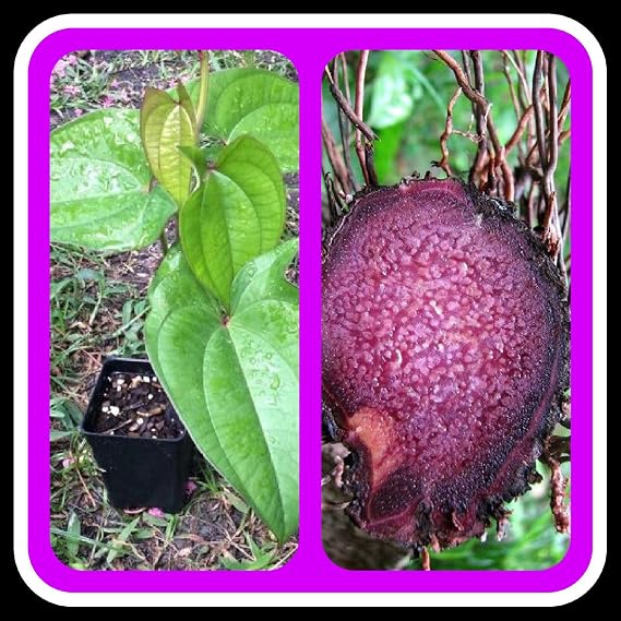 UBE Purple Yam,(5 Starter Plants),Real YAM for Garden, Filipino Purple Yam,Dioscorea Alata,UBE Purple yam NOT Sweet Potato,Rhizoma