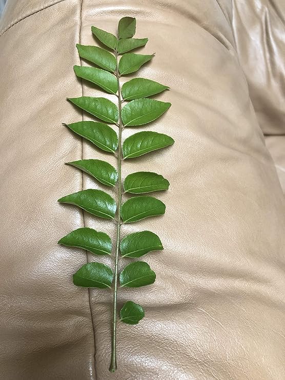 Fresh Curry Leaves on Stems Aromatic Kadi Patta for Cooking, Indian Cuisine, Ayurvedic Use Farm Fresh, Handpicked & Packed to Order