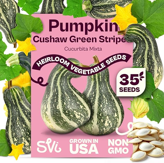 SVI 35 Cushaw Green Striped Pumpkin Seeds Cucurbita mixta Cushaw Squash, Non GMO Winter Squash Seed Packets Heirloom Vegetable Seeds for Planting Outdoors in Home Garden & Raised Beds
