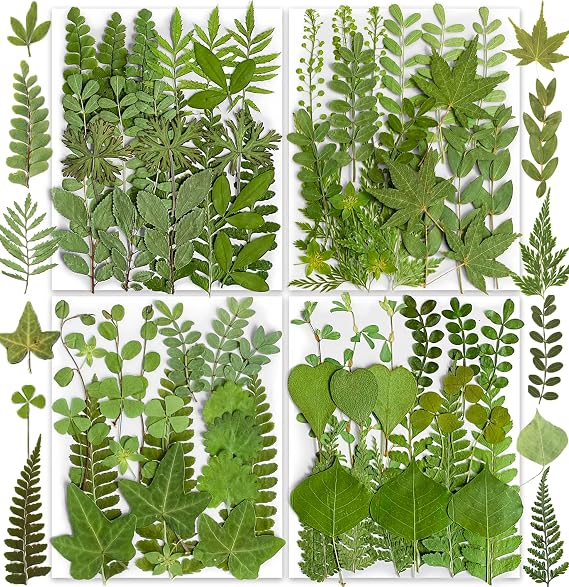85PCS Real Dried Pressed Leaf Leaves, Green Nature Plant Herbarium Set for DIY Jewelry Candle Soap Vase Making Nail Card Scrapbook Art Craft Floral Decors