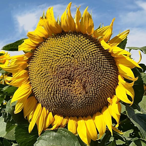Mammoth Grey Stripe Sunflower Seeds for Planting 1 lb Bulk Bag Giant Sunflowers for Gardens & Food Plots Supports Bees, Pollinators, Birds, Wildlife & Deer