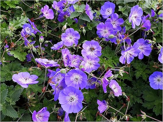 Geranium 'Rozanne ®' (stork beak) 1 litre continuous blooming Stork's Beak 'Rozanne' - Hardy Ground Cover & Permanent Flowering for Sun to Partial Shade Perennial 1 L Pot (11 x 11 cm)