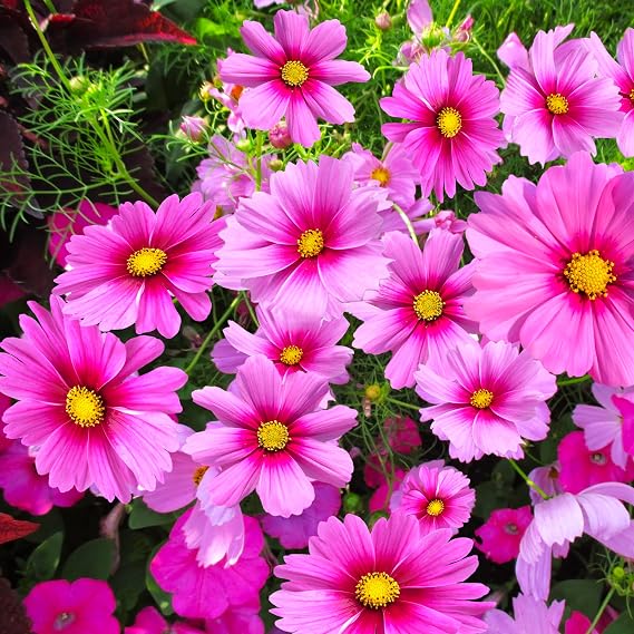 Gloria Cosmos Seeds - 1200+ Count - for 2025 Planting Pink Magenta Center Sensation Cosmo Bipinnatus Summer Rose Garden Wild Flower Grow Your Own Home Farm Patio Healthy Sustainable