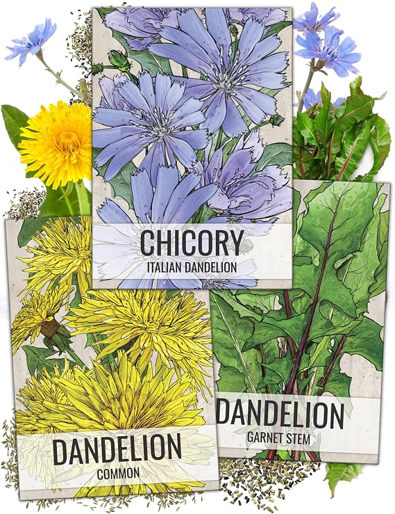 Seed Needs Dandelion Seeds Variety Pack of 3 Non-GMO & Heirloom Herbs