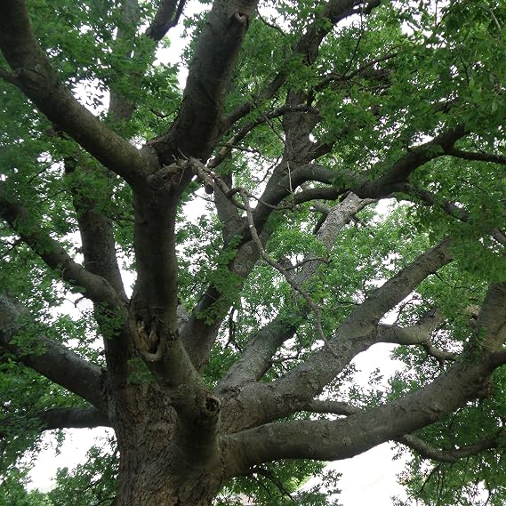 Hackberry Tree Seeds (Celtis occidentalis) 5 Seeds